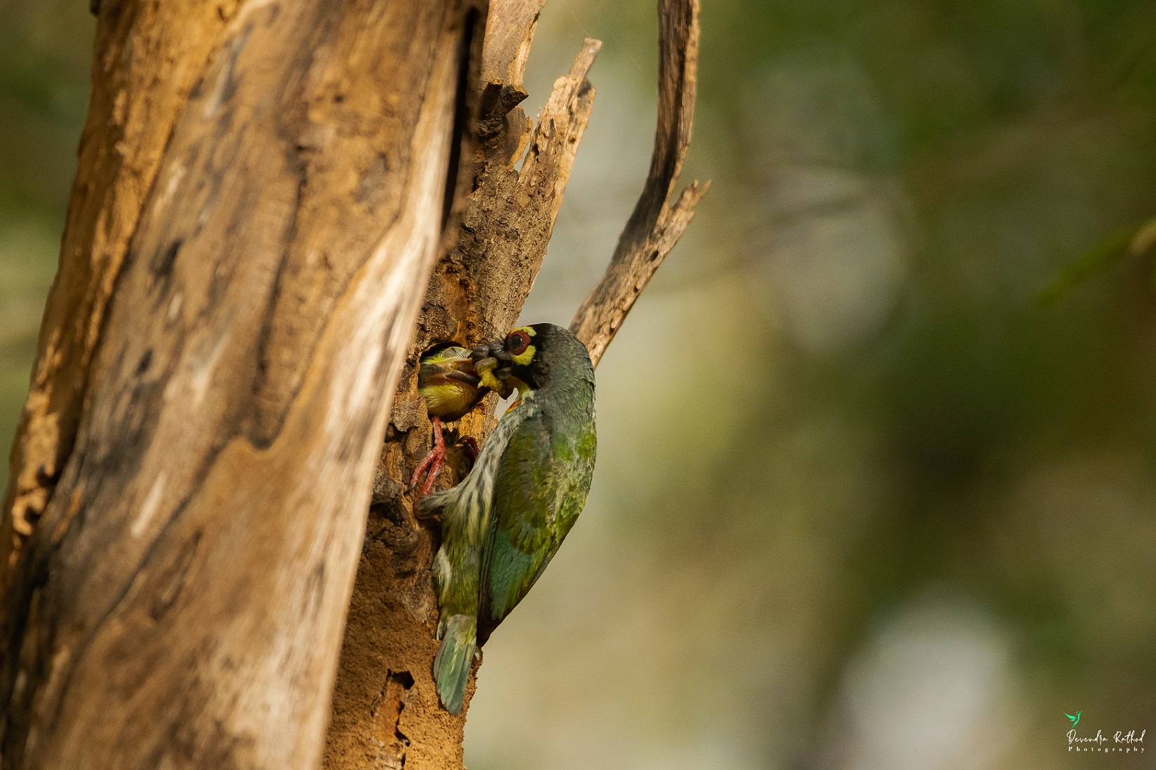 Coppersmith Barbet